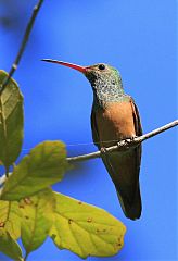 Buff-bellied Hummingbird